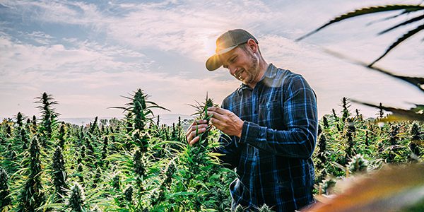 farmer-inspects-his-mature-herbal-cannabis-plants-at-a-cbd-oil-hemp-marijuana-farm-in-colorado